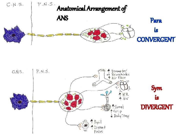 Anatomical Arrangement of ANS Para is CONVERGENT Sym is DIVERGENT 