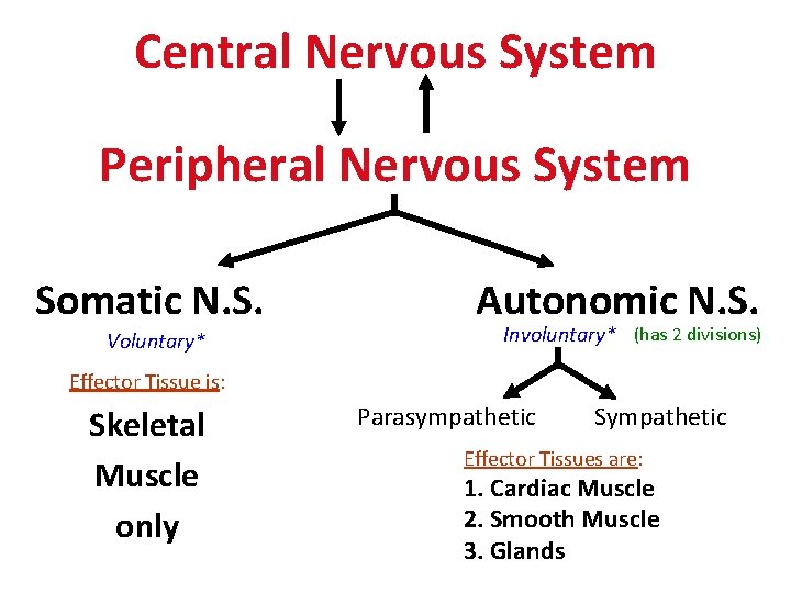 Central Nervous System Peripheral Nervous System Somatic N. S. Voluntary* Autonomic N. S. Involuntary*