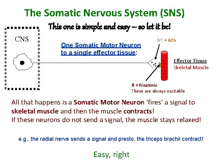 The Somatic Nervous System (SNS) This one is simple and easy – so let