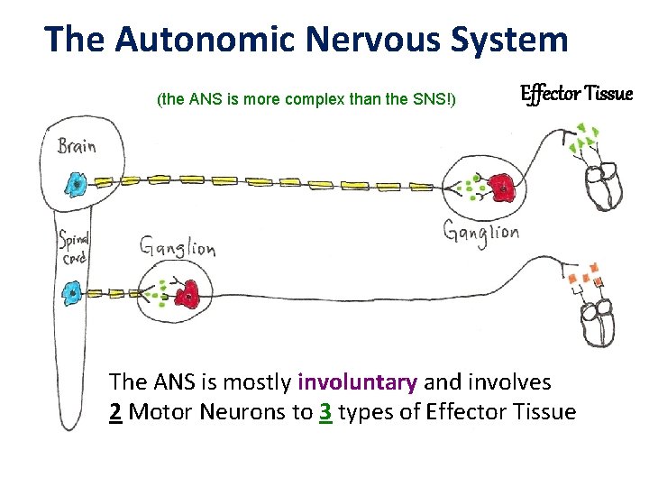 The Autonomic Nervous System (the ANS is more complex than the SNS!) Effector Tissue