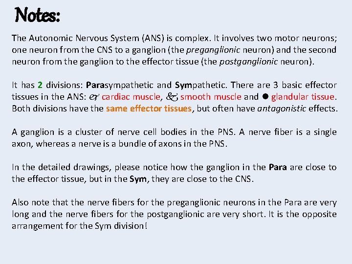 Notes: The Autonomic Nervous System (ANS) is complex. It involves two motor neurons; one