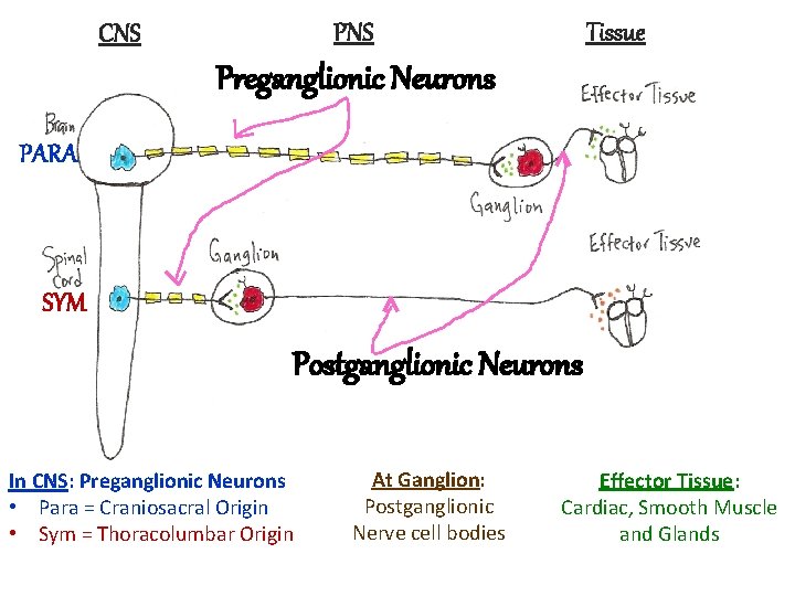 Tissue PNS CNS Preganglionic Neurons PARA SYM Postganglionic Neurons In CNS: Preganglionic Neurons •