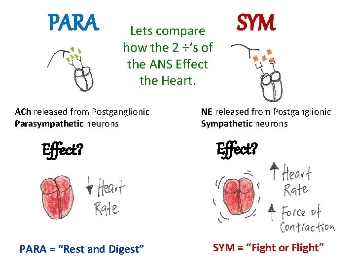 PARA SYM . . Lets compare how the 2 –‘s of the ANS Effect