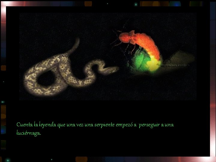 Cuenta la leyenda que una vez una serpiente empezó a perseguir a una luciérnaga.