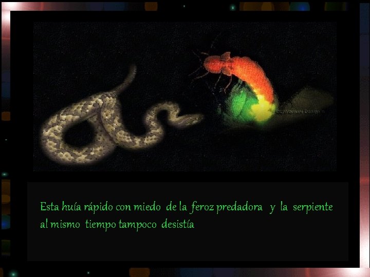 Esta huía rápido con miedo de la feroz predadora y la serpiente al mismo