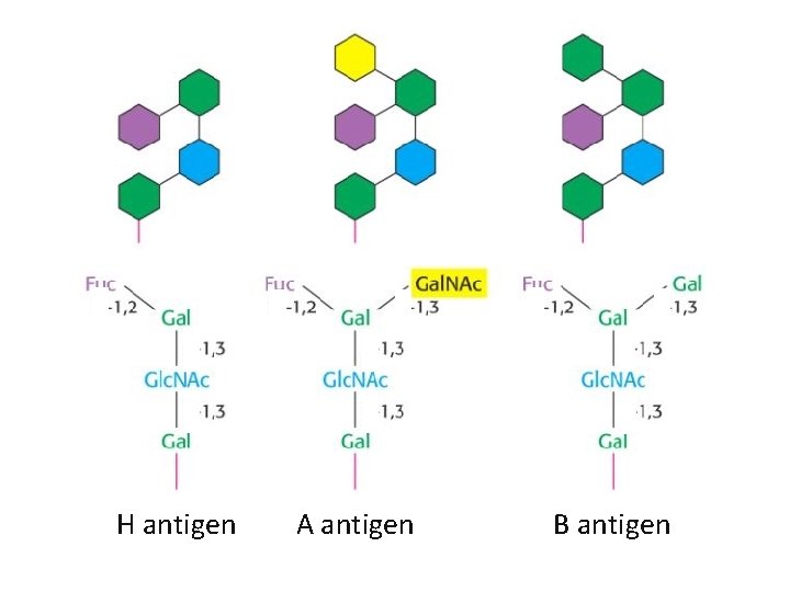 H antigen A antigen B antigen 