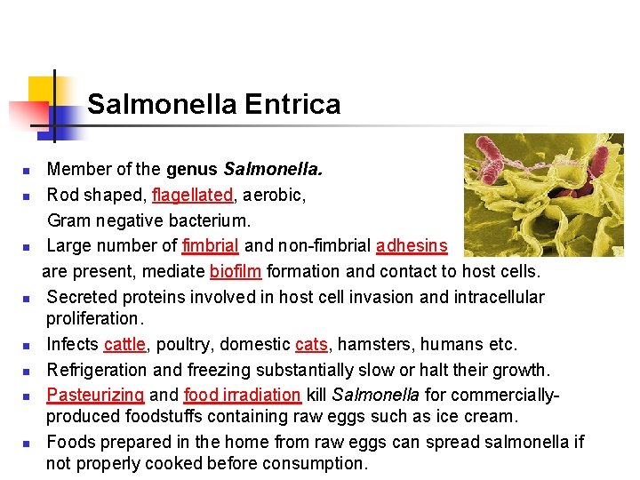 Salmonella Entrica Member of the genus Salmonella. n Rod shaped, flagellated, aerobic, Gram negative Salmonella Entrica Member of the genus Salmonella. n Rod shaped, flagellated, aerobic, Gram negative