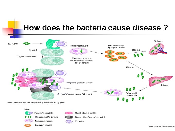 How does the bacteria cause disease ? How does the bacteria cause disease ?