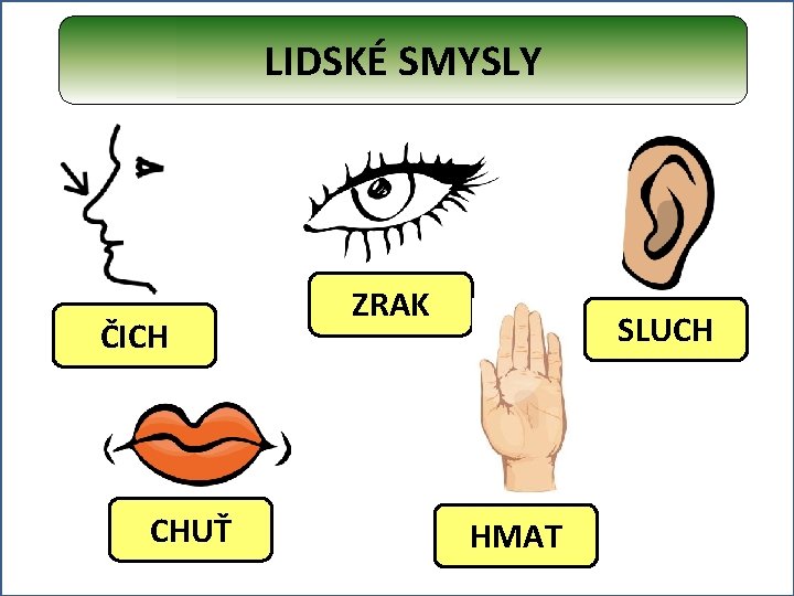 LIDSKÉ SMYSLY ČICH CHUŤ ZRAK SLUCH HMAT 