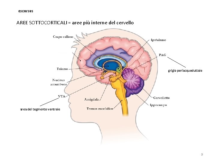 excursus AREE SOTTOCORTICALI = aree più interne del cervello grigio periacqueduttale area del tegmento