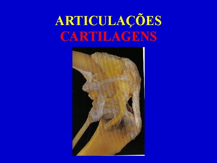 ARTICULAÇÕES CARTILAGENS 