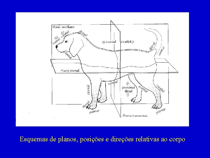 Esquemas de planos, posições e direções relativas ao corpo 