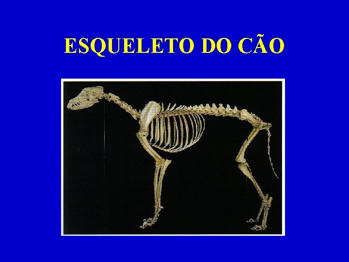 ESQUELETO DO CÃO 