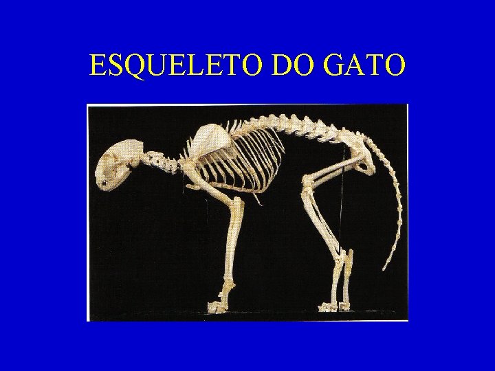 ESQUELETO DO GATO 