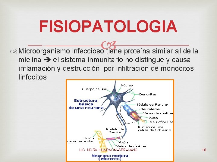 FISIOPATOLOGIA Microorganismo infeccioso tiene proteína similar al de la mielina el sistema inmunitario no