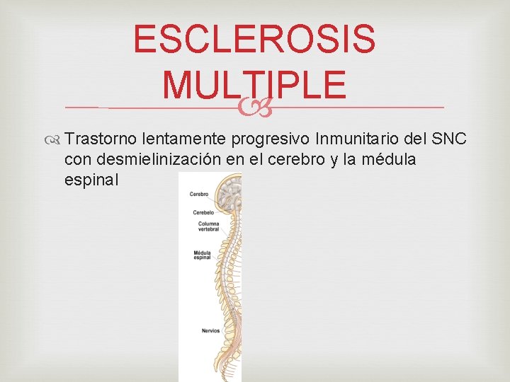 ESCLEROSIS MULTIPLE Trastorno lentamente progresivo Inmunitario del SNC con desmielinización en el cerebro y