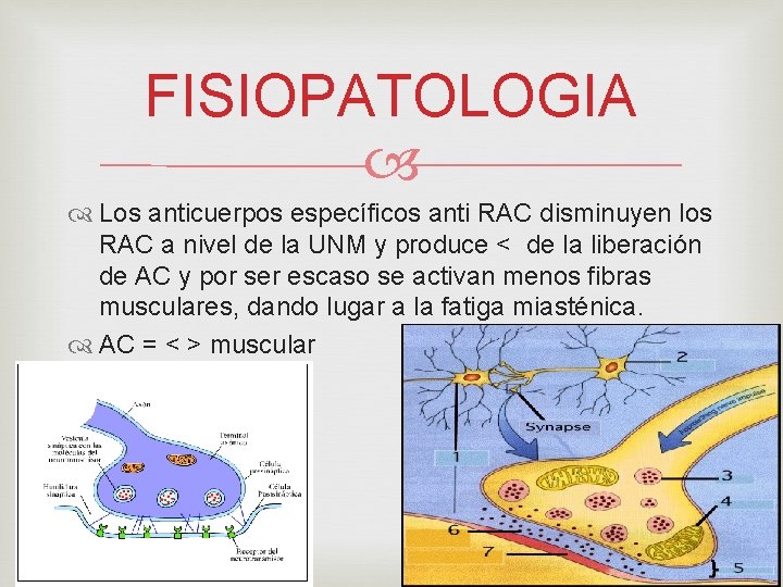 FISIOPATOLOGIA Los anticuerpos específicos anti RAC disminuyen los RAC a nivel de la UNM