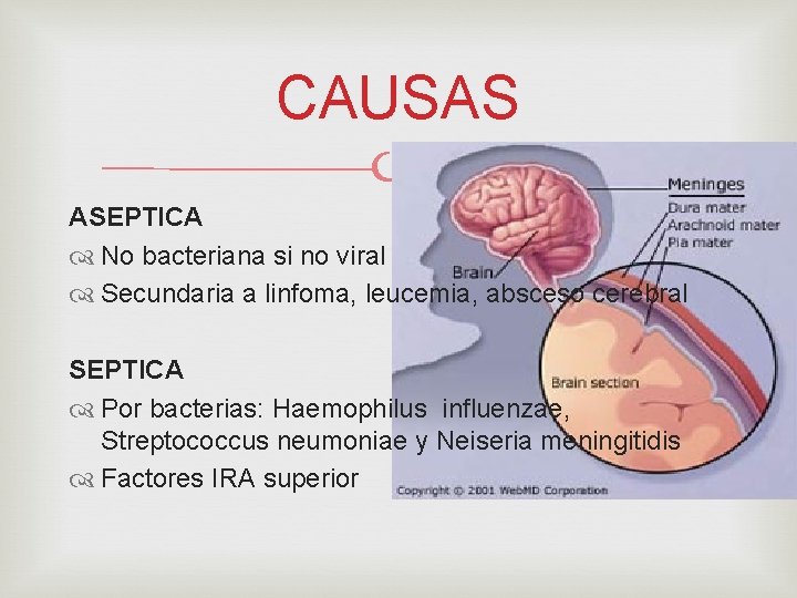 CAUSAS ASEPTICA No bacteriana si no viral Secundaria a linfoma, leucemia, absceso cerebral SEPTICA