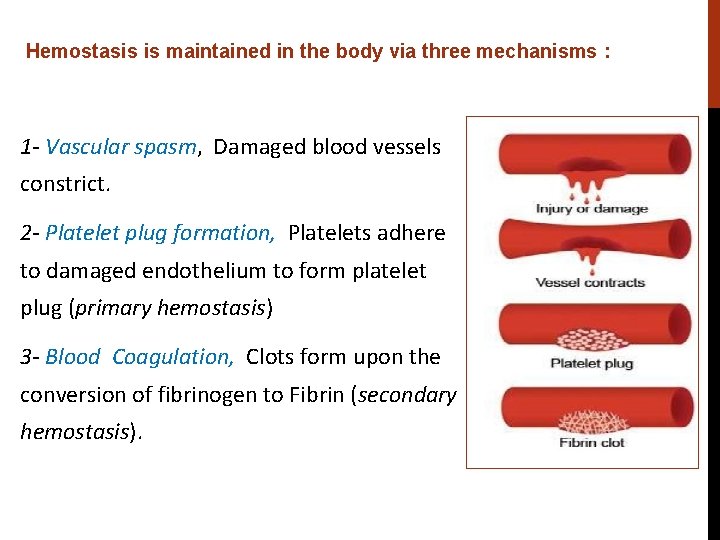Hemostasis is maintained in the body via three mechanisms : 1 - Vascular spasm,