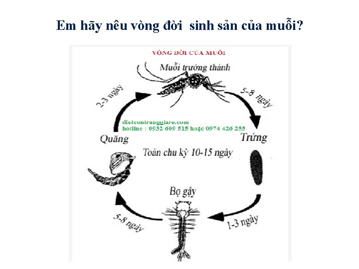 Em hãy nêu vòng đời sinh sản của muỗi? 