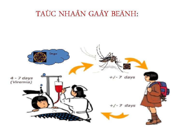 TAÙC NHA N GA Y BEÄNH: Dengue 