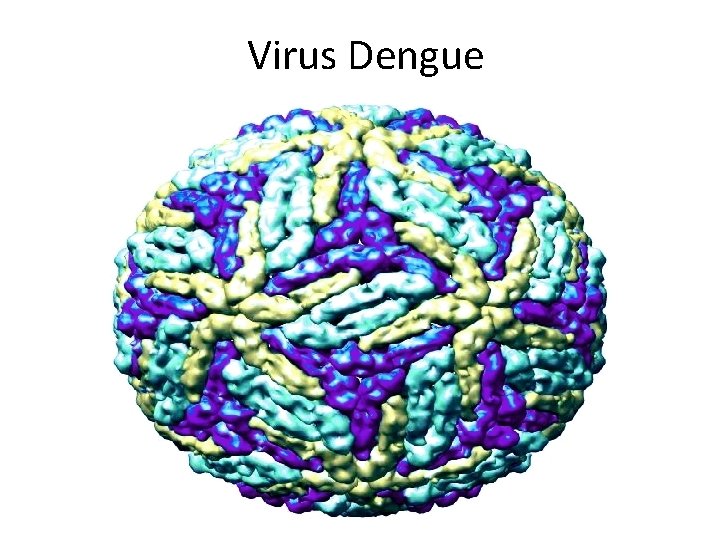 Virus Dengue 