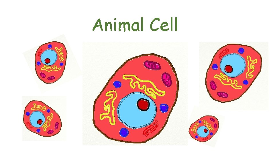 Animal Cell 