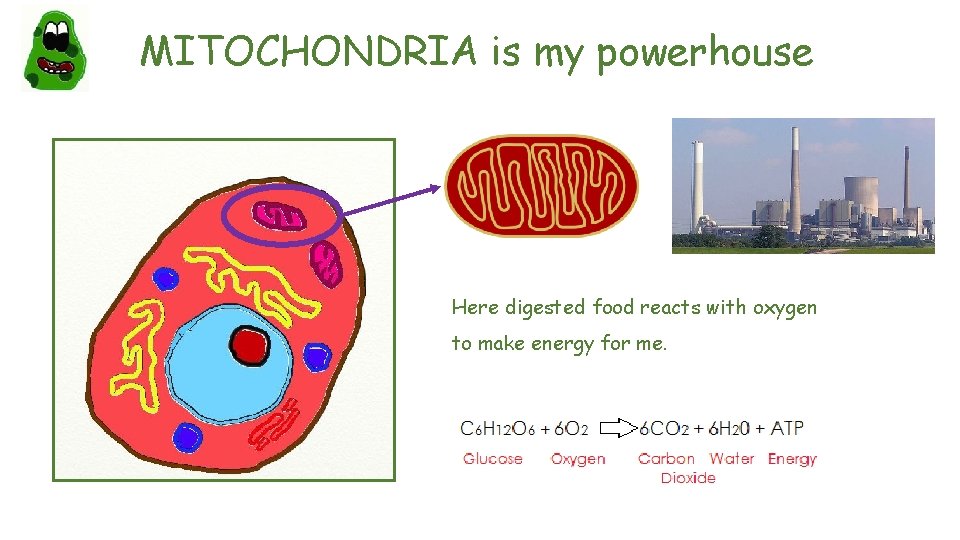 MITOCHONDRIA is my powerhouse Here digested food reacts with oxygen to make energy for