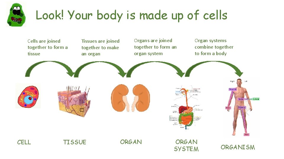 Look! Your body is made up of cells Cells are joined together to form