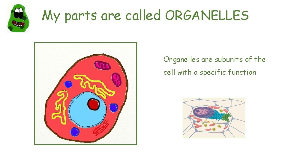 My parts are called ORGANELLES Organelles are subunits of the cell with a specific