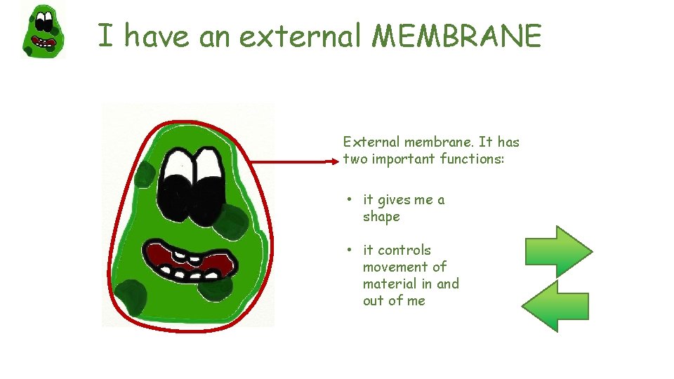 I have an external MEMBRANE External membrane. It has two important functions: • it