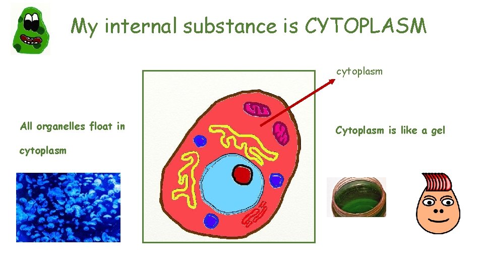 My internal substance is CYTOPLASM cytoplasm All organelles float in cytoplasm Cytoplasm is like