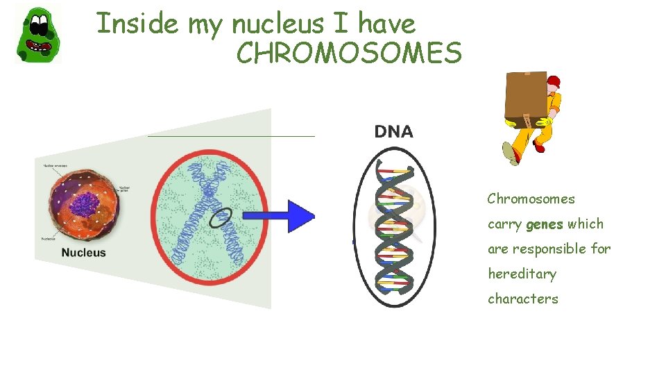 Inside my nucleus I have ____CHROMOSOMES Chromosomes carry genes which are responsible for hereditary