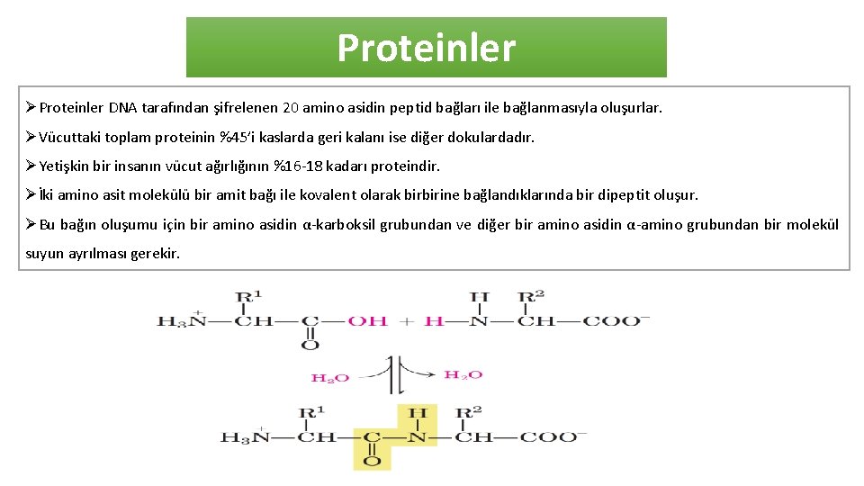 Proteinler ØProteinler DNA tarafından şifrelenen 20 amino asidin peptid bağları ile bağlanmasıyla oluşurlar. ØVücuttaki