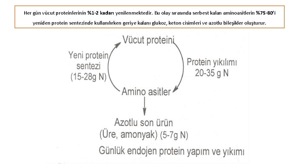 Her gün vücut proteinlerinin %1 -2 kadarı yenilenmektedir. Bu olay sırasında serbest kalan aminoasitlerin