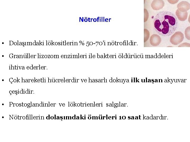 Nötrofiller • Dolaşımdaki lökositlerin % 50 -70'i nötrofildir. • Granüller lizozom enzimleri ile bakteri