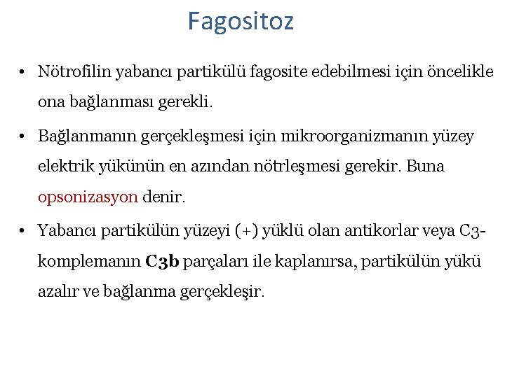 Fagositoz • Nötrofilin yabancı partikülü fagosite edebilmesi için öncelikle ona bağlanması gerekli. • Bağlanmanın