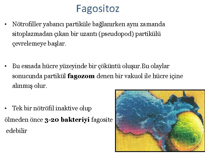 Fagositoz • Nötrofiller yabancı partiküle bağlanırken aynı zamanda sitoplazmadan çıkan bir uzantı (pseudopod) partikülü