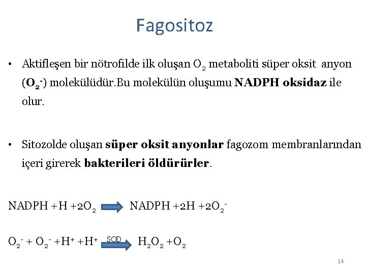 Fagositoz • Aktifleşen bir nötrofilde ilk oluşan O 2 metaboliti süper oksit anyon (O
