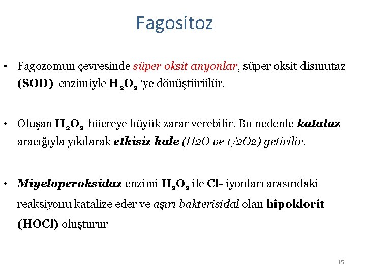 Fagositoz • Fagozomun çevresinde süper oksit anyonlar, süper oksit dismutaz (SOD) enzimiyle H 2