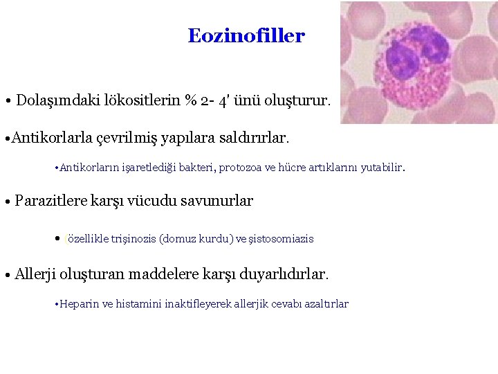 Eozinofiller • Dolaşımdaki lökositlerin % 2 - 4' ünü oluşturur. • Antikorlarla çevrilmiş yapılara