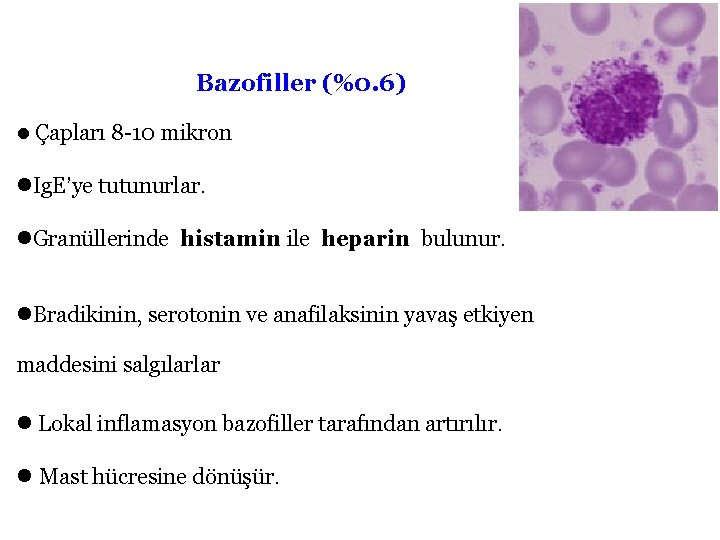 Bazofiller (%0. 6) l Çapları 8 -10 mikron l. Ig. E’ye tutunurlar. l. Granüllerinde