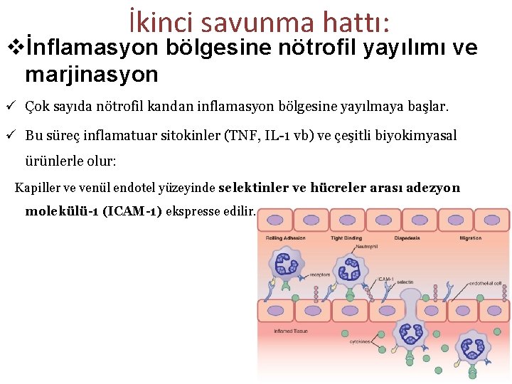 İkinci savunma hattı: vİnflamasyon bölgesine nötrofil yayılımı ve marjinasyon ü Çok sayıda nötrofil kandan