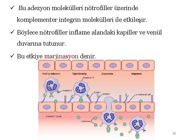 ü Bu adezyon molekülleri nötrofiller üzerinde komplementer integrin molekülleri ile etkileşir. ü Böylece nötrofiller