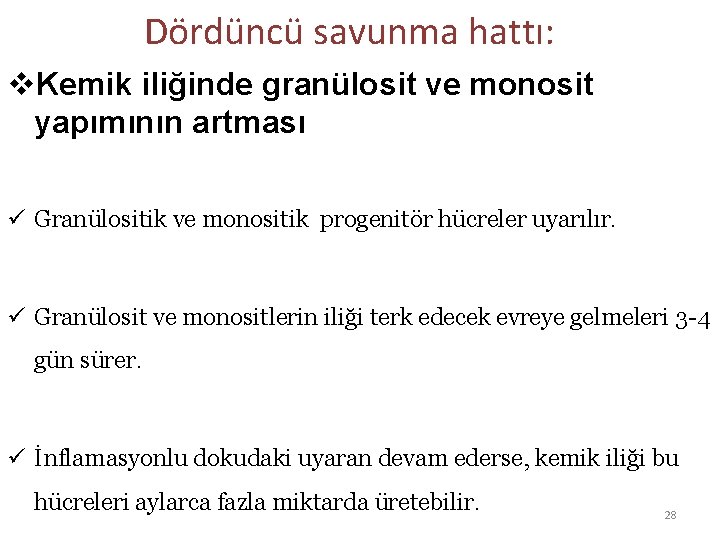 Dördüncü savunma hattı: v. Kemik iliğinde granülosit ve monosit yapımının artması ü Granülositik ve