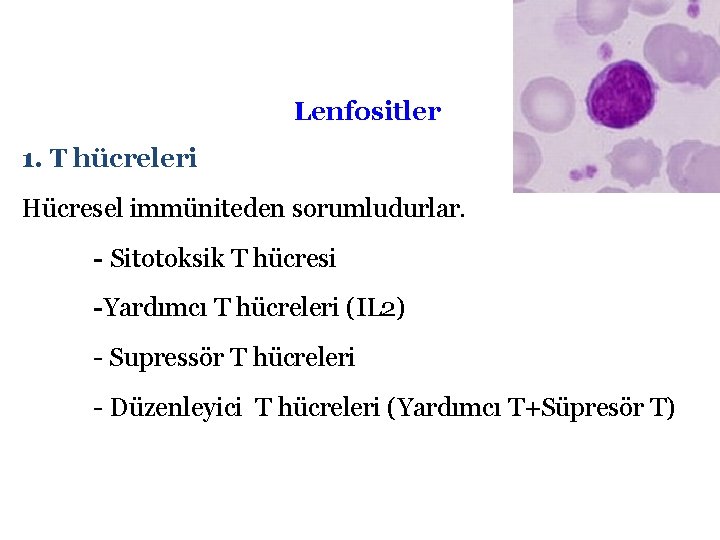 Lenfositler 1. T hücreleri Hücresel immüniteden sorumludurlar. - Sitotoksik T hücresi -Yardımcı T hücreleri