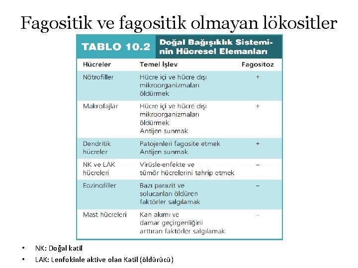 Fagositik ve fagositik olmayan lökositler • • NK: Doğal katil LAK: Lenfokinle aktive olan