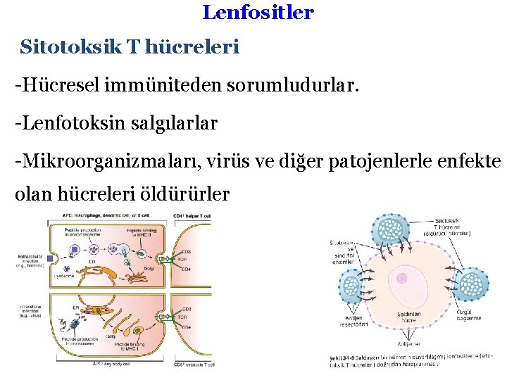 Lenfositler Sitotoksik T hücreleri -Hücresel immüniteden sorumludurlar. -Lenfotoksin salgılarlar -Mikroorganizmaları, virüs ve diğer patojenlerle