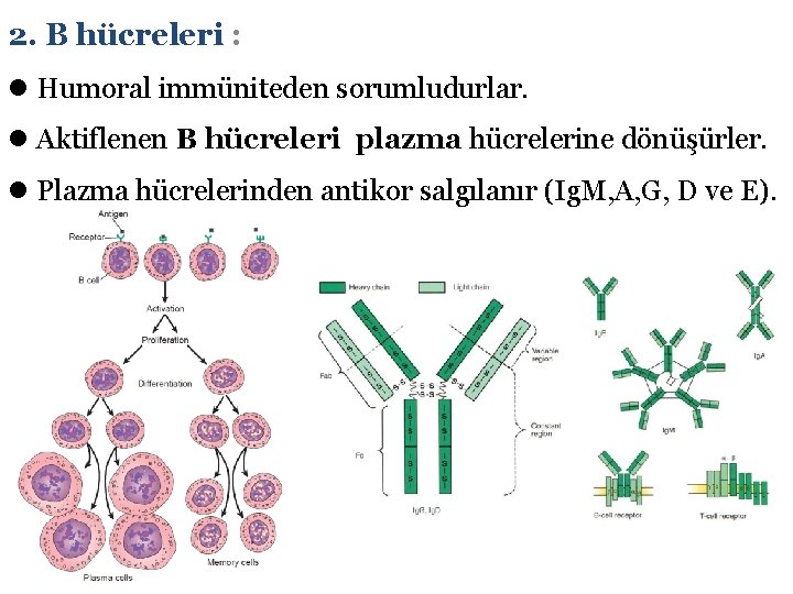 2. B hücreleri : l Humoral immüniteden sorumludurlar. l Aktiflenen B hücreleri plazma hücrelerine