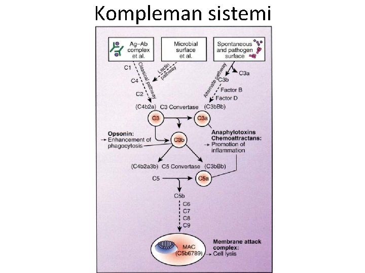 Kompleman sistemi 
